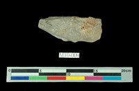 藏品(百足石)的圖片